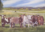 CJ Brown “Shorthorn Belles” Notecard