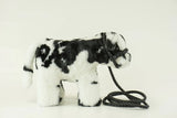 Medium Black & White Crossbred Steer