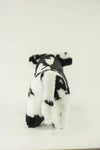 Medium Black & White Crossbred Steer