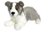 Grey Border Collie-Thor