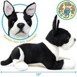 Boston Terrier-Baxter