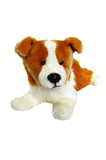Red Border Collie-Zelda
