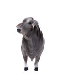 Little Buster Brahman Bull
