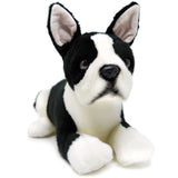 Boston Terrier-Baxter