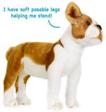Boston Terrier-Bobby