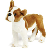 Boston Terrier-Bobby