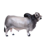 Little Buster Brahman Bull