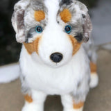 Australian Shepherd-Shep