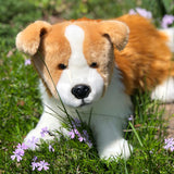 Red Border Collie-Zelda