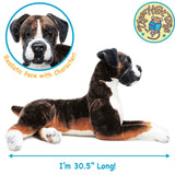Boxer-Bob