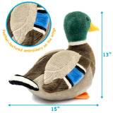Mallard Duck-Dakota