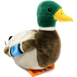 Mallard Duck-Dakota