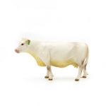 Little Buster Charolais Cow